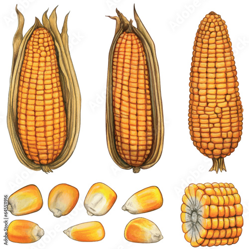 Watercolor han drawn dried corn cobs and seeds