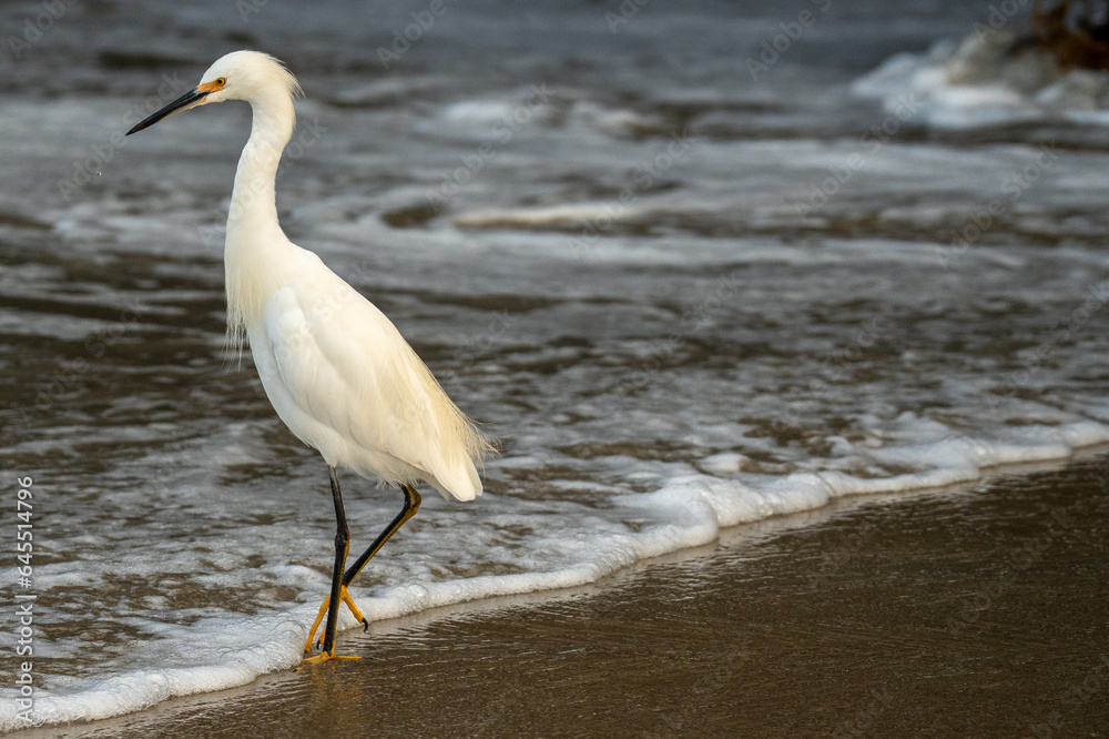 Snow Egret on the edge of the Pacific in San Diego Snow Egret on the edge of the Pacific in San Diego