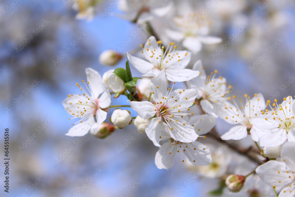 cherry blossom in spring