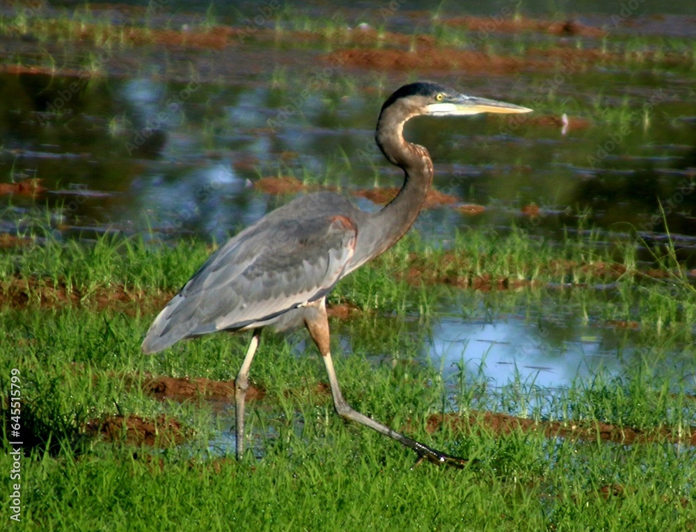Naklejka premium Great Blue Heron in Marsh