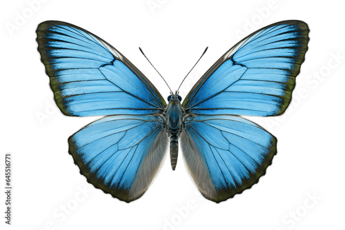 Eastern Tailed-Blue Butterfly Isolated on Transparent Background. Generative AI. © Artimas 