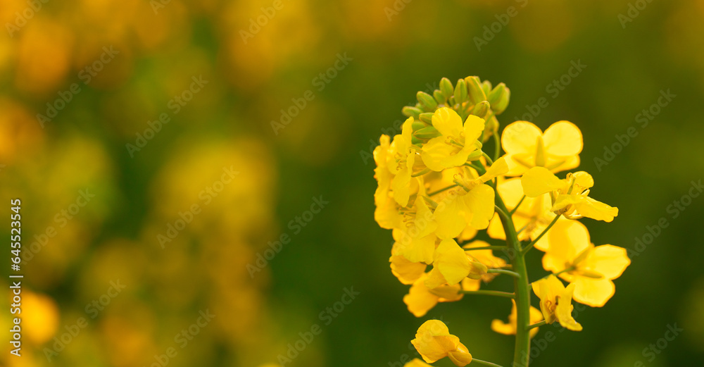 Macro Elegance: The Intricate Beauty of a Rapeseed Flower Macro Elegance: The Intricate Beauty of a Rapeseed Flower