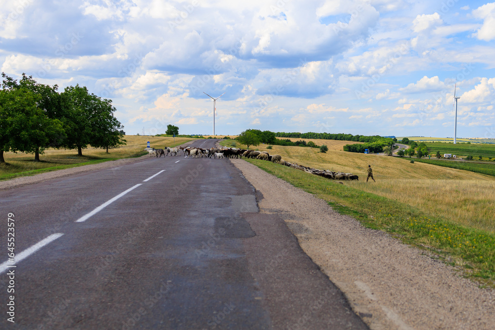 A herd of sheep crosses the road. Background with selective focus