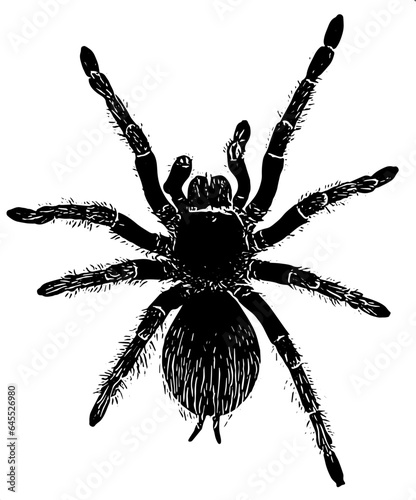 Tarantula spider isolated on white background