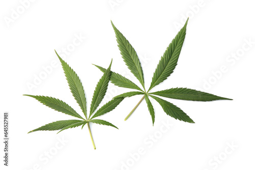 Fresh green hemp leaves isolated on white  top view