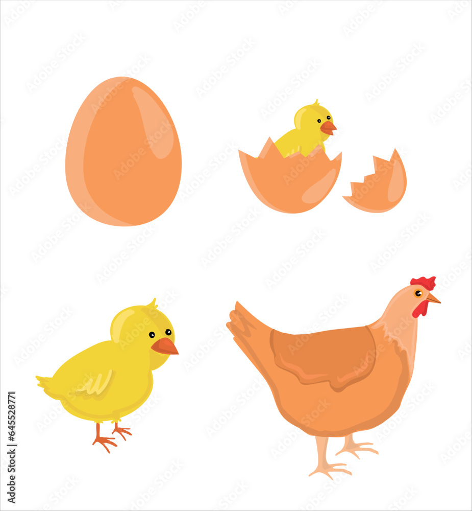 The Chicken Lifecycle vector. Developmental process of chicken illustration