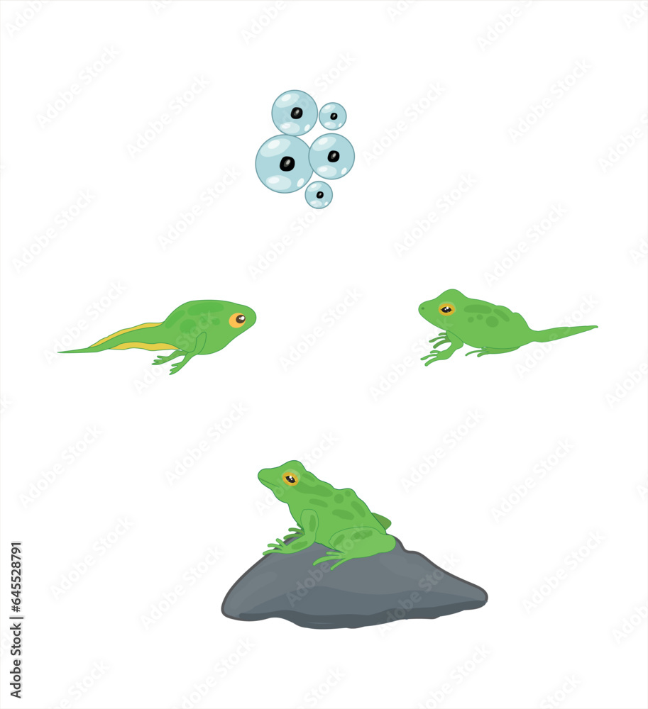 The Frog Life cycle vector. Developmental process of frog 