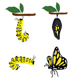 The Butterfly Life cycle vector. Butterfly developmental process
