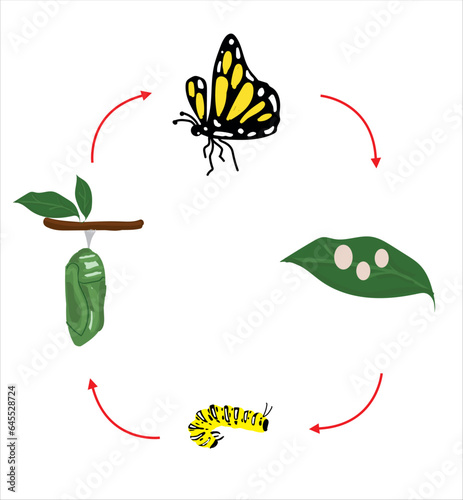 The Butterfly Life cycle vector. Butterfly developmental process