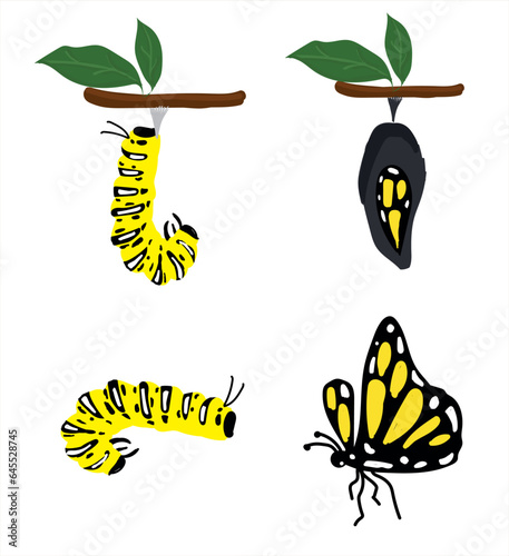 The Butterfly Life cycle vector. Butterfly developmental process © Melek