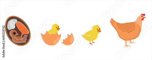 The Chicken Lifecycle vector. Developmental process of chicken illustration