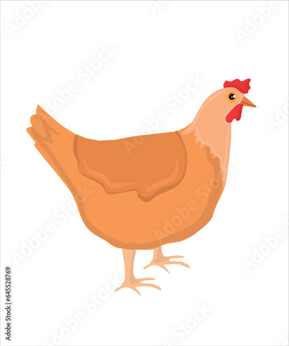 Chicken vector illustration. Hand drawing chicken, chick vector