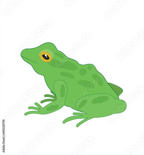 Frog vector. Hand drawing frog illustration