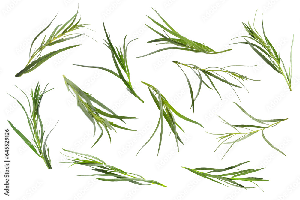 Obraz premium Set with green tarragon isolated on white