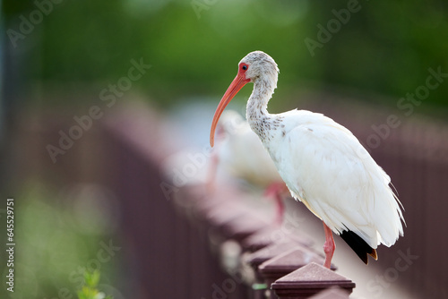 Εκτύπωση καμβά American white ibis sitting on a rail relaxing in the afternoon shade, South Padre Island, TX