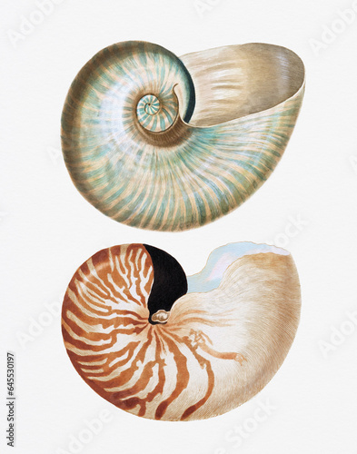 Seashell Digital Painting Illustration. Nautilus