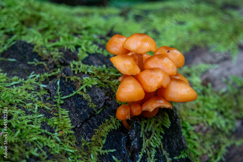 Macro of orange mushroom caps on a mossy green log photo