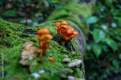 Orange mushrooms on a mossy green log
