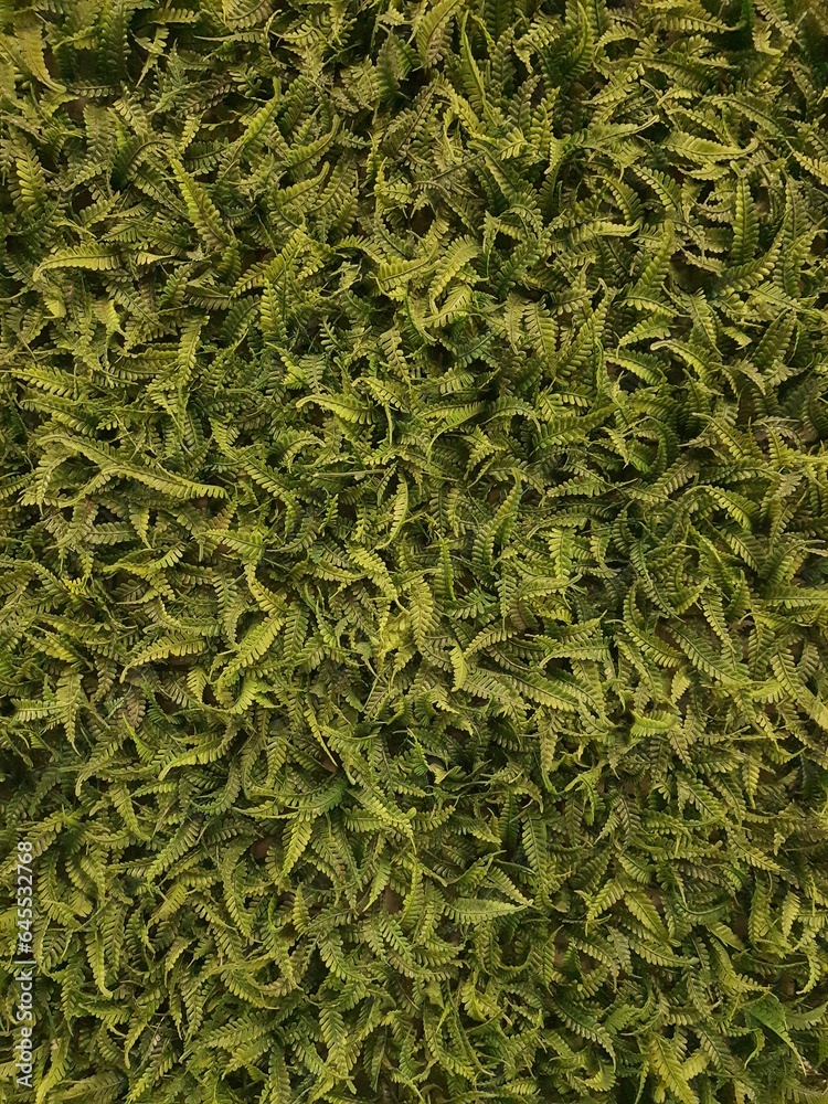 Beautiful green plant fields wallpapers. Full frame .Backgrounds and textures. Beautiful green plant fields wallpapers. Full frame .Backgrounds and textures.