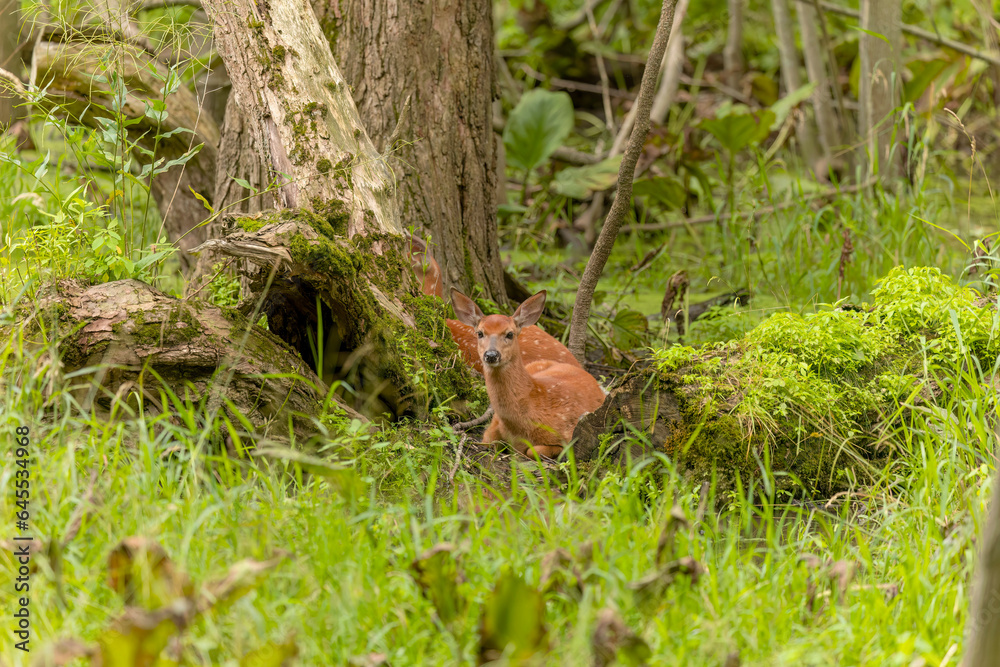 White-tailed deer or Virginia  deer (Odocoileus virginianus), fawn in the forest