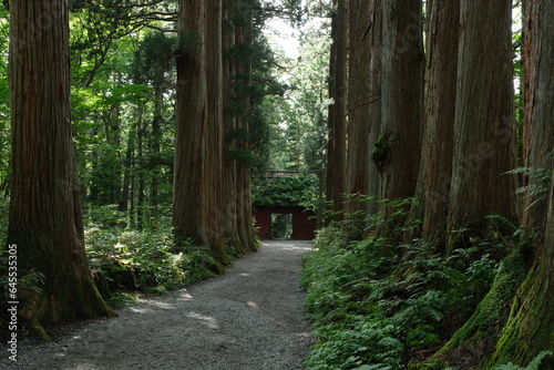 森の中の神社。戸隠。