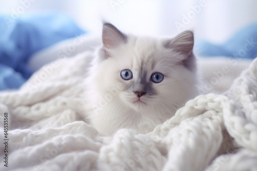 White Turkish angora kittens on the blue background
