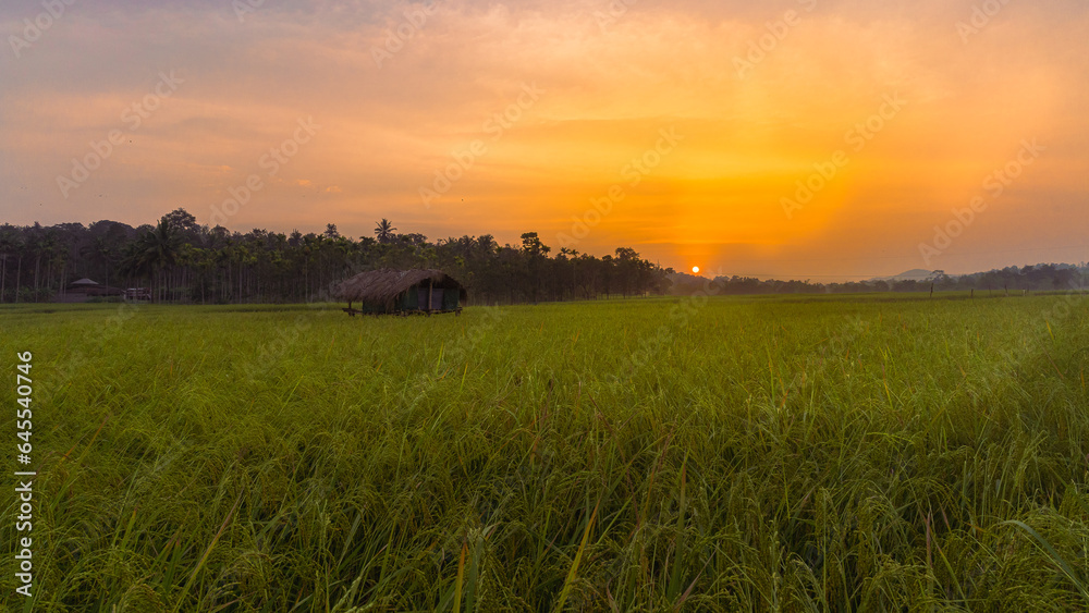 sunset over the field