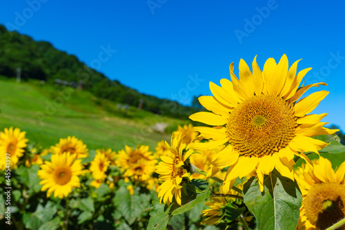 花物語：故郷の夏休み風景（真夏のひまわり）