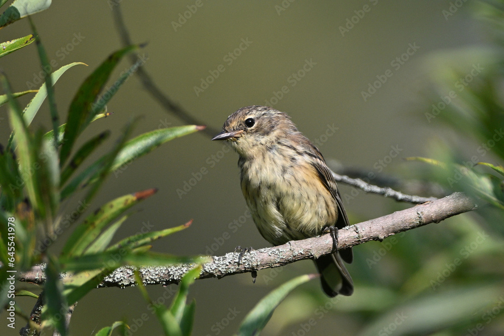 Yellow-rumped warbler with its confusing fall colors sits perched on a branch in the forest Yellow-rumped warbler with its confusing fall colors sits perched on a branch in the forest