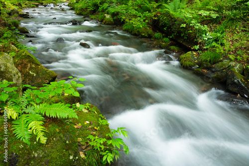 stream in the forest