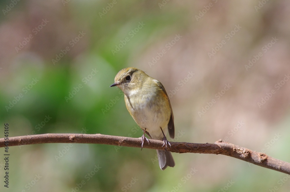 Ruribitaki (Tarsiger cyanurus), birds classified in the family of the sparrowhawks