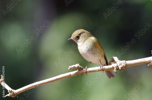 Ruribitaki (Tarsiger cyanurus), birds classified in the family of the sparrowhawks