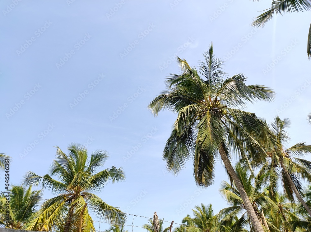Coconut tree and blue sky Coconut tree and blue sky