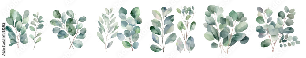 Set of Eucalyptus watercolro clipart collection. Green plant collection isolated background. Wedding, stationary, greetings, green leaf, olive, fashion, cloth, background, design. vector illustrator Set of Eucalyptus watercolro clipart collection. Green plant collection isolated background. Wedding, stationary, greetings, green leaf, olive, fashion, cloth, background, design. vector illustrator