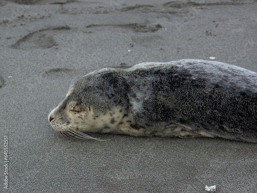 sea lion on the beach