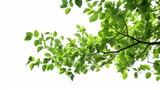 Green tree leaves and branches isolated on white generative ai