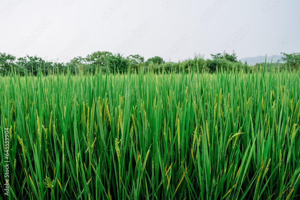 Fototapeta premium green rice in the wind