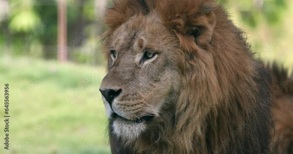 lion close shoot lion close shoot