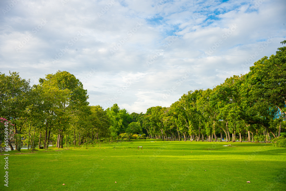 Green meadow grass with tree forest in city public park sunset sky with cloud