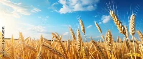 close up barley ears in golden field with blue sky, generative Ai