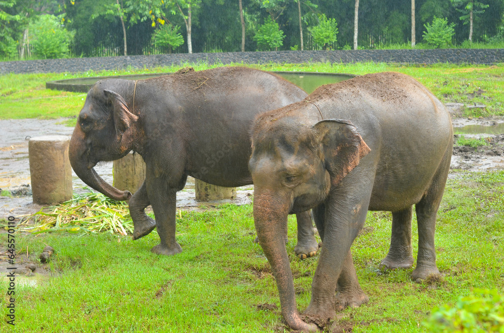 two elephants in the grass