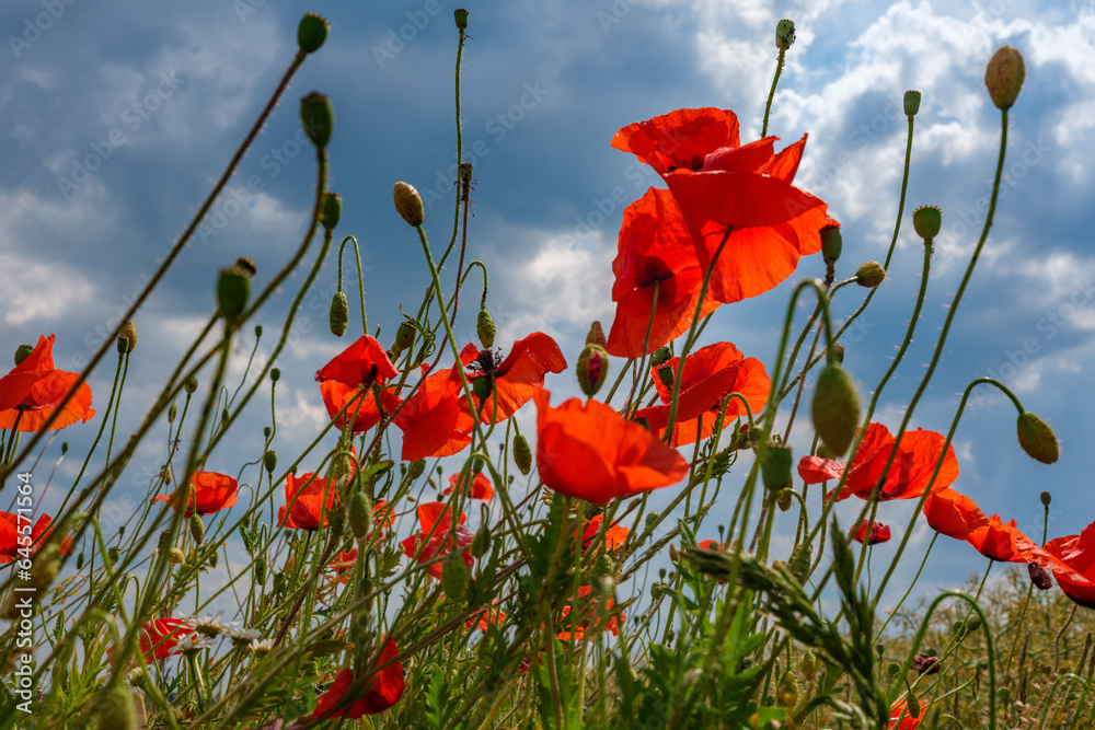 Obraz premium Kwitnienie maków.