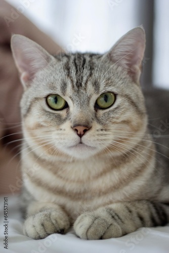portrait of a cat © Thanakit