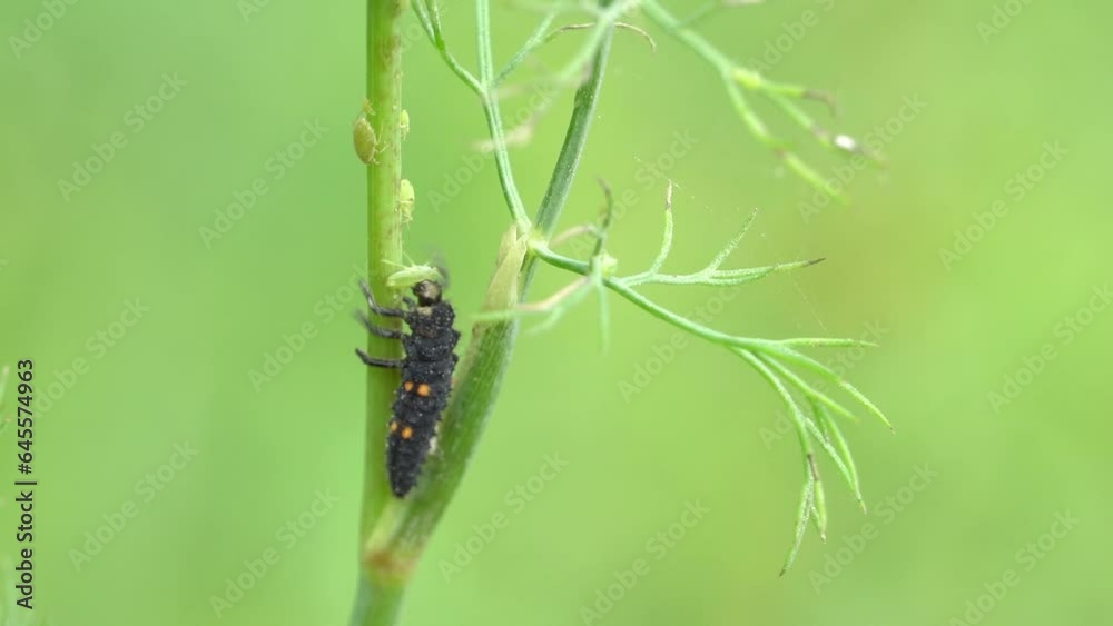 Ladybug beetle larvae eating aphid Ladybug beetle larvae eating aphid