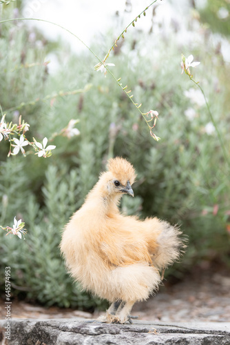 Buff coloured silkie chick hen in the garden near lavender and Gaura flowers