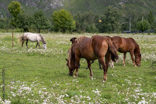 A group of different horses are grazing in the mountains in a summer pasture. Horses eat grass in the meadow.