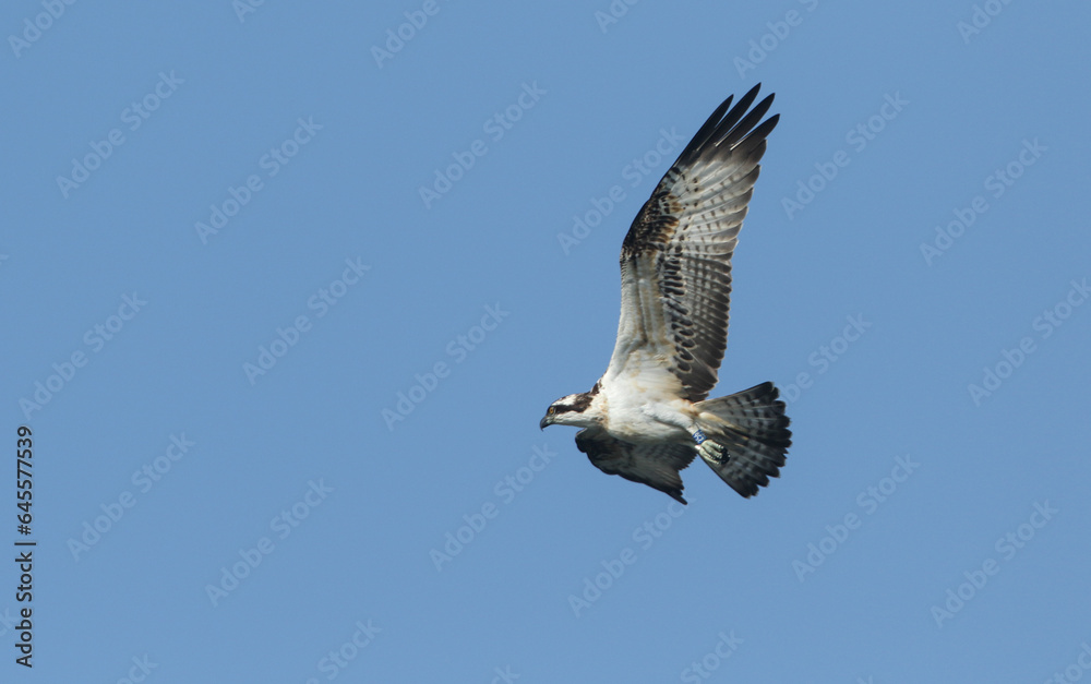 Obraz premium A rare migrating Osprey, Pandion haliaetus, flying in the blue sky.