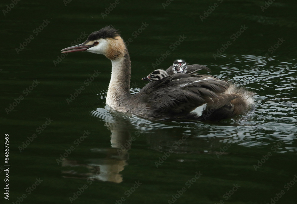 A Great Crested Grebe, Podiceps cristatus, is swimming on a river with her three cute babies being carried on her back. A Great Crested Grebe, Podiceps cristatus, is swimming on a river with her three cute babies being carried on her back.