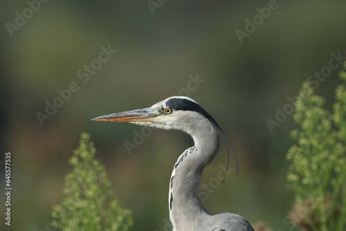 A head shot of a Grey Heron, Ardea cinerea, hunting for food in the reeds growing at the edge of a lake. 