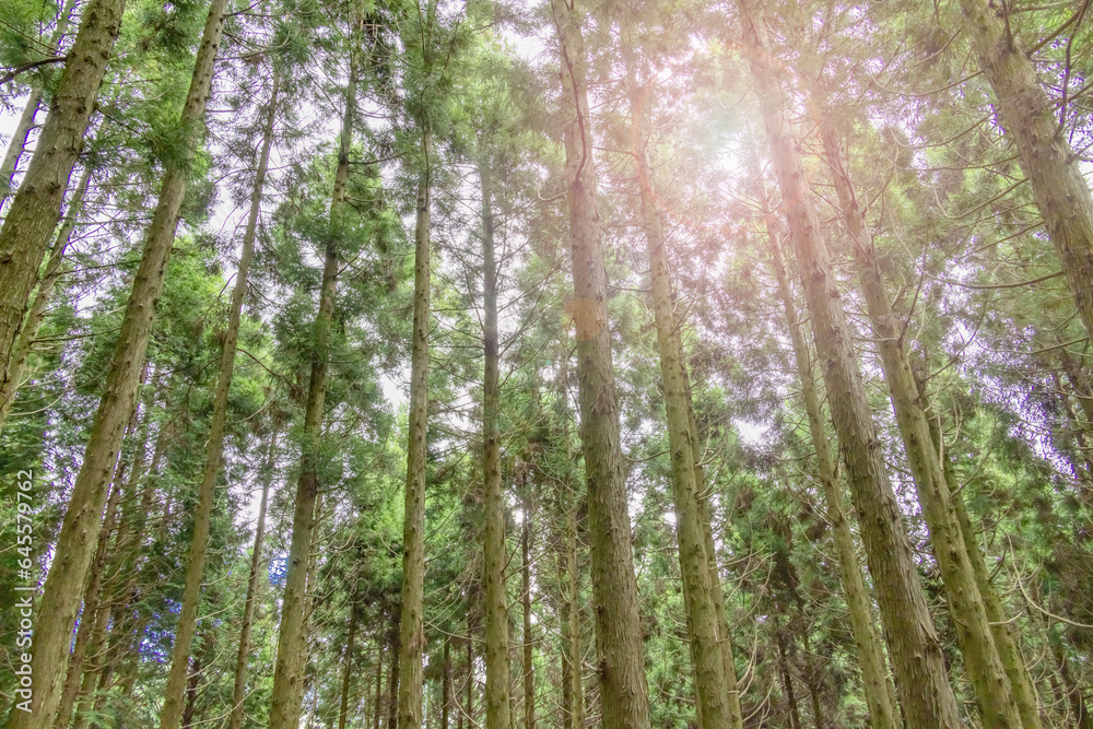 Obraz premium 色が綺麗な新緑の木